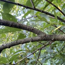 Salix discolor bark JB