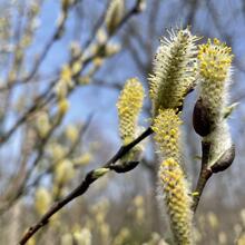 Salix discolor flower JB