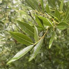 Salix discolor leaves JB