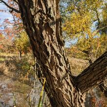 Salix nigra bark