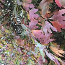 Sassafras albidum leaves fall color CEH