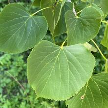 Tilia americana leaf JB