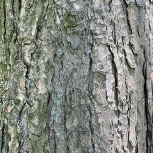 Tsuga canadensis bark JB