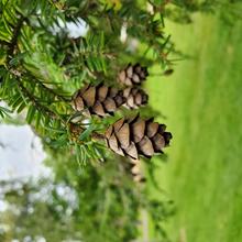 Tsuga canadensis cone MJP