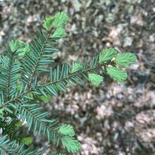 Tsuga canadensis needles CEH