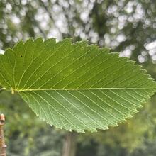 Ulmus americana leaf JB