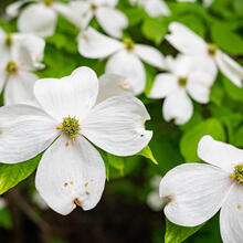 cornus florida flower