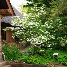 cornus florida form