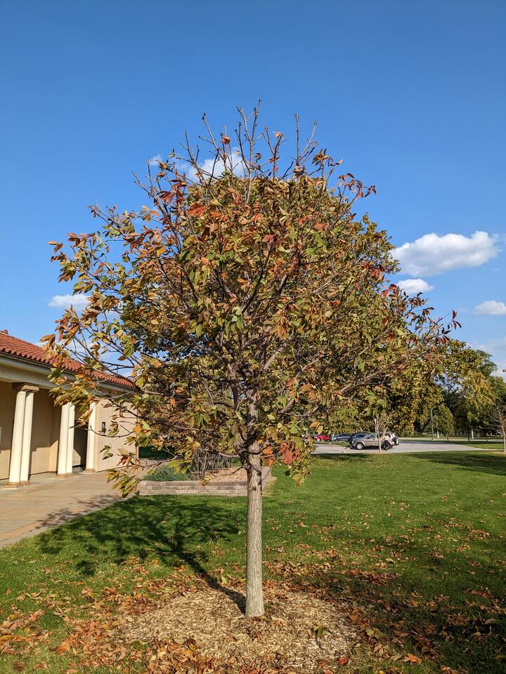 Ohio Buckeye