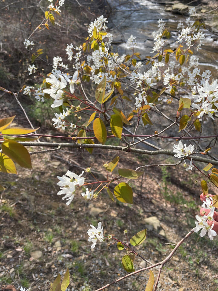 Allegheny Serviceberry