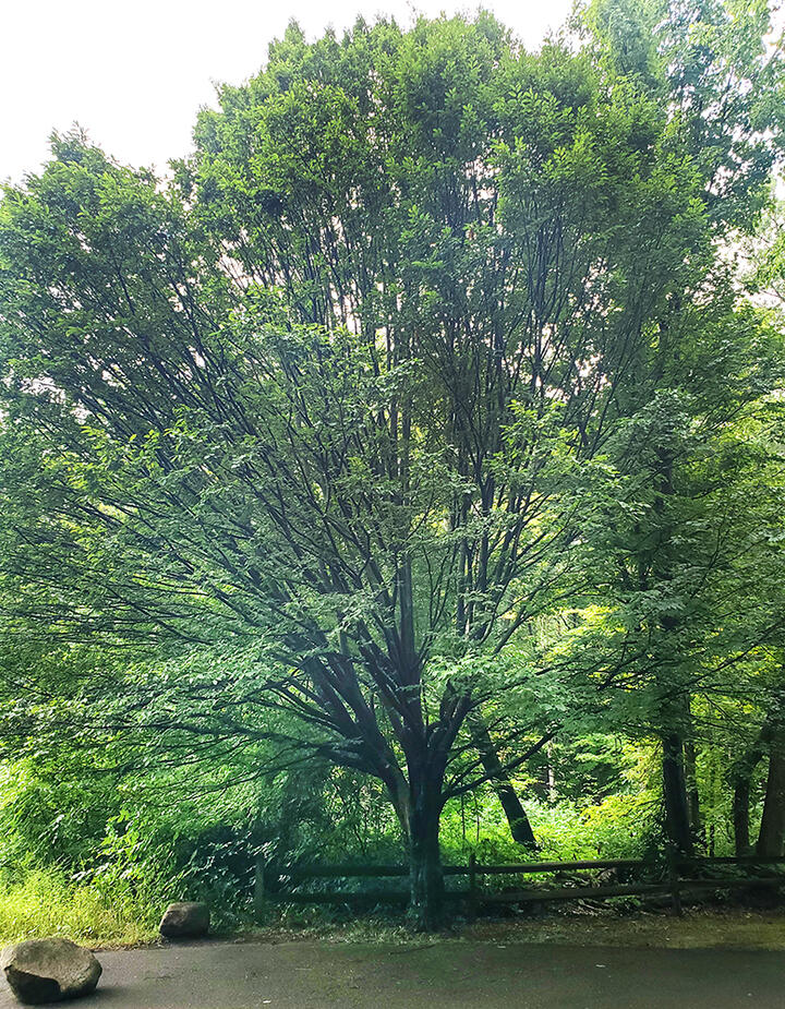 American Hornbeam