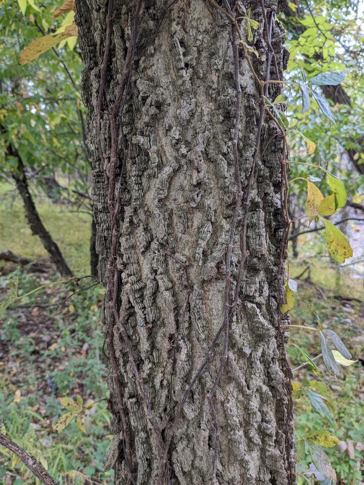 Hackberry