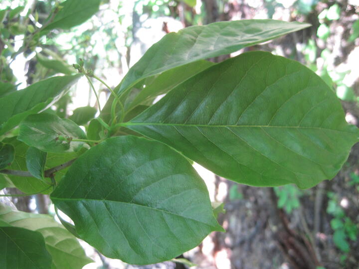 Blackgum