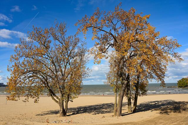 Eastern Cottonwood