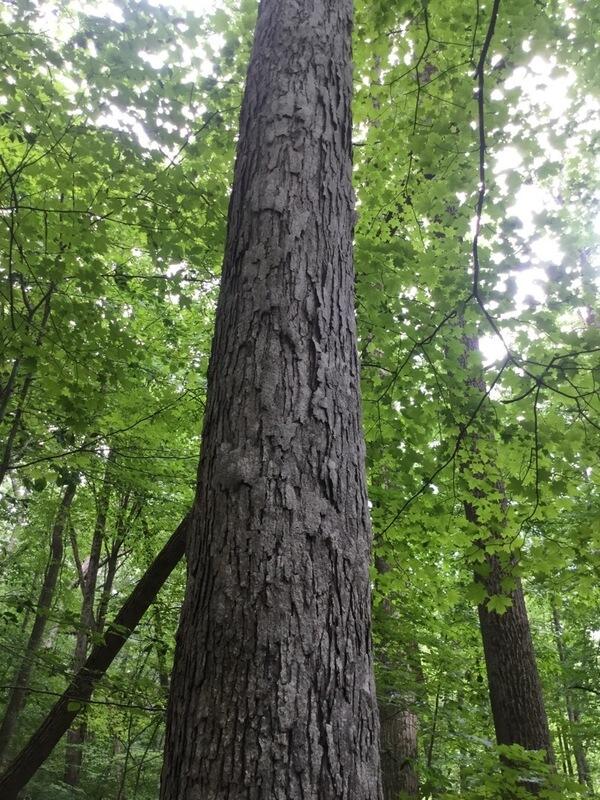 White Oak