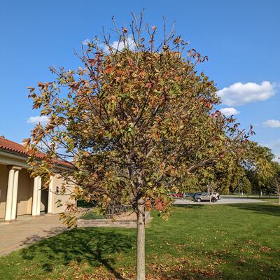 Ohio Buckeye