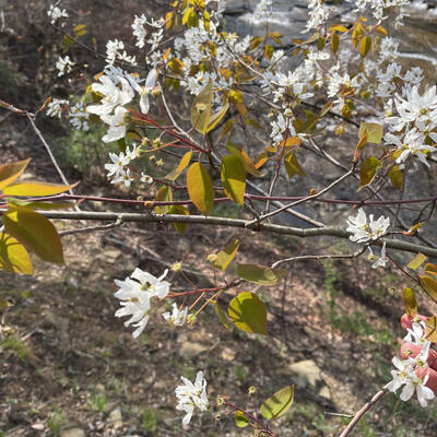 Allegheny Serviceberry