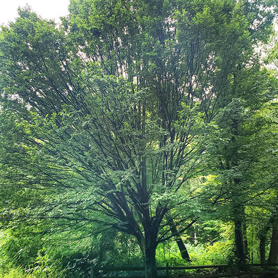 American Hornbeam