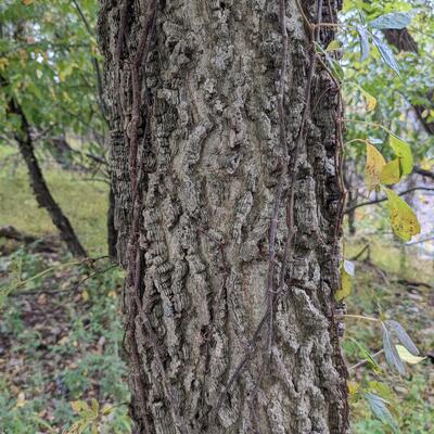 Hackberry