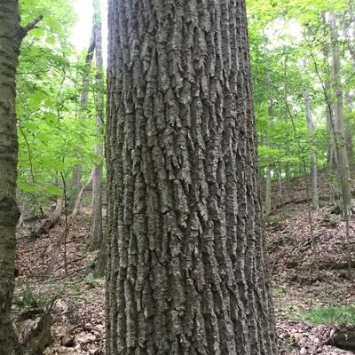 Tulip Poplar