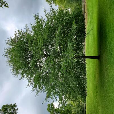 Blackgum