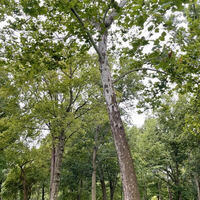 American Sycamore