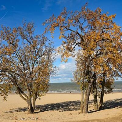 Eastern Cottonwood