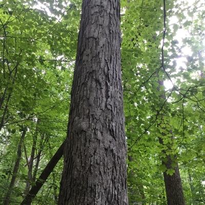 White Oak
