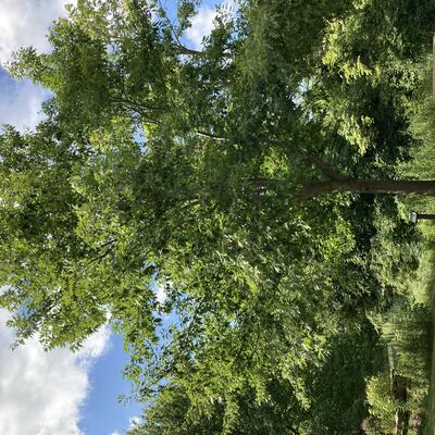 Northern Red Oak