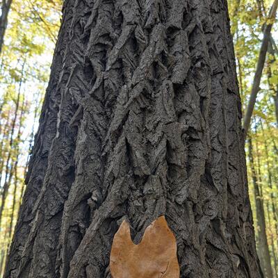Sassafras
