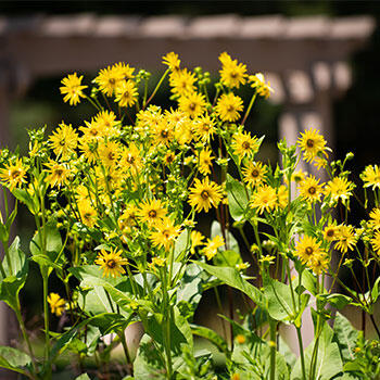 Find local nurseries