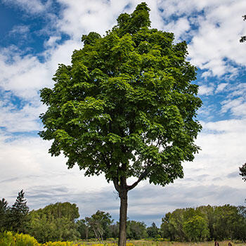 Discover Native Trees