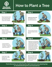 How to Plant a Tree