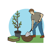 How to Plant a Tree - Step 1