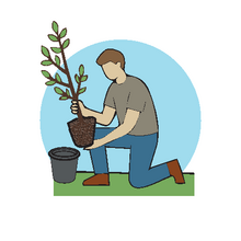 How to Plant a Tree - Step 3