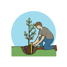 How to Plant a Tree - Step 5