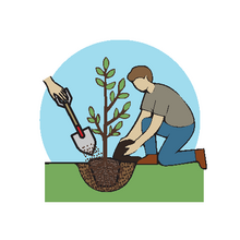 How to Plant a Tree - Step 6