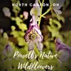 Powell's Native Wildflowers logo